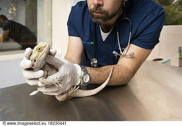 Veterinarian examining iguana on table at clinic