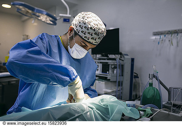 Veterinarian in a surgery
