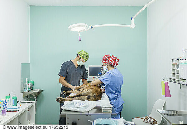 Veterinarian with healthcare worker examining dog on examination table at veterinary clinic