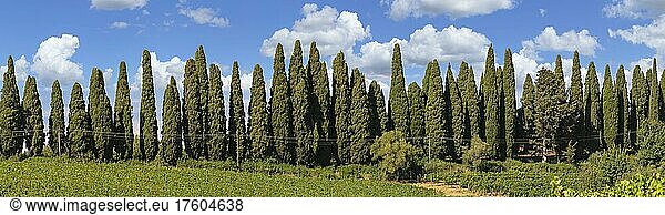 Viale dei Cipressi  famous cypress avenue  near Bolgheri  Maremma  province of Livorno  Tuscany  Italy  Europe