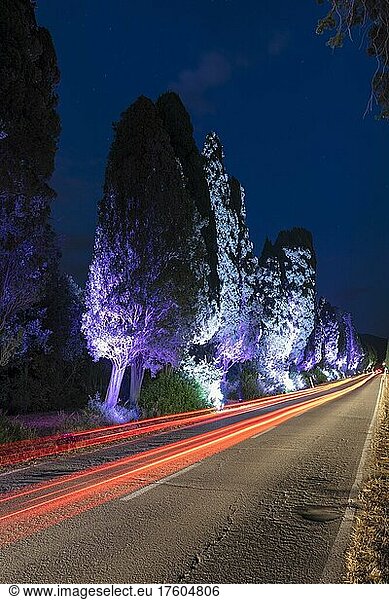 Viale dei Cipressi  famous cypress avenue  near Bolgheri  Maremma  province of Livorno  Tuscany  Italy  Europe