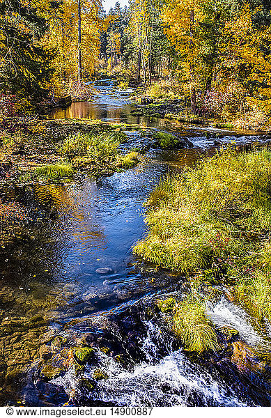 Vibrant autumn coloured foliage along Trout Lake Creek  Mount Adams Recreation Area; Washington  United States of America