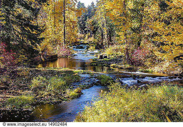 Vibrant autumn coloured foliage along Trout Lake Creek  Mount Adams Recreation Area; Washington  United States of America
