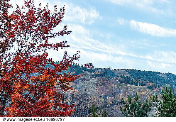 Vibrant orange tree leaves and mountain cabin in the distance.
