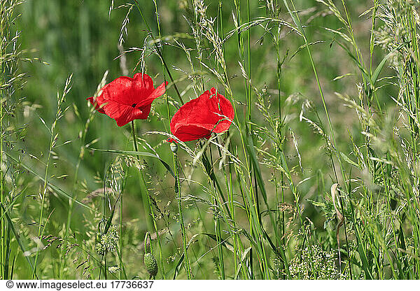 Vibrant red poppies blooming in spring