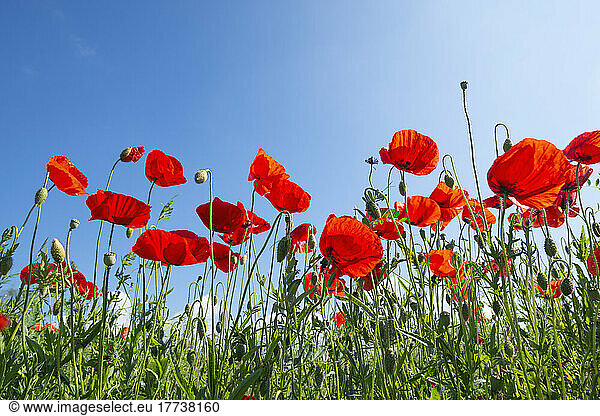Vibrant red poppies blooming in springtime meadow