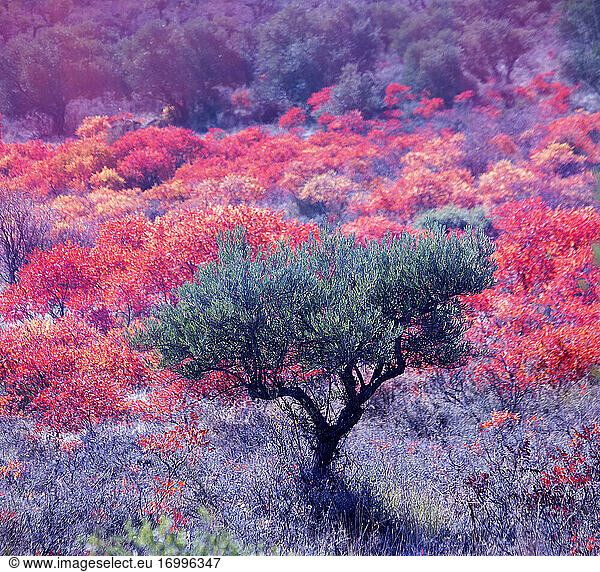 Vibrant red terebinths (Pistacia terebinthus) in autumn