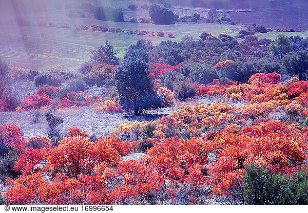 Vibrant red terebinths (Pistacia terebinthus) in autumn