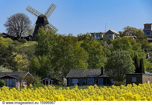 Vickleby  Oland  Sweden A windmill overlooking a yellow field.