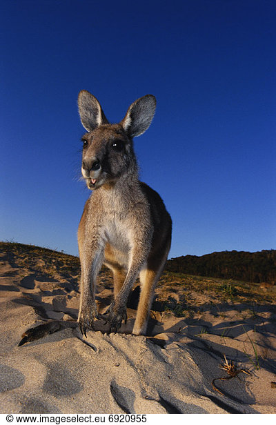 Victoria  Australien  Känguru