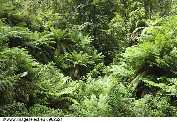Victoria  Australien  Regenwald
