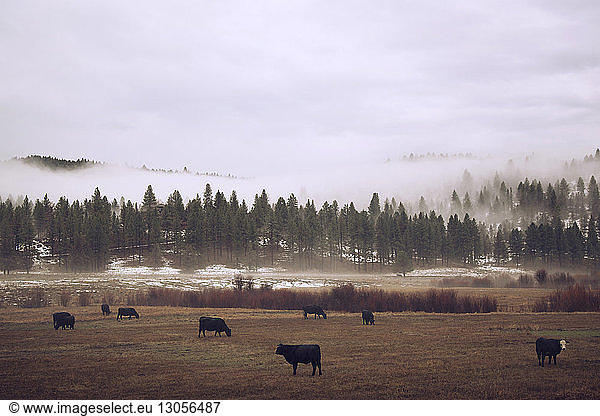 Vieh auf dem Feld gegen den Himmel bei nebligem Wetter