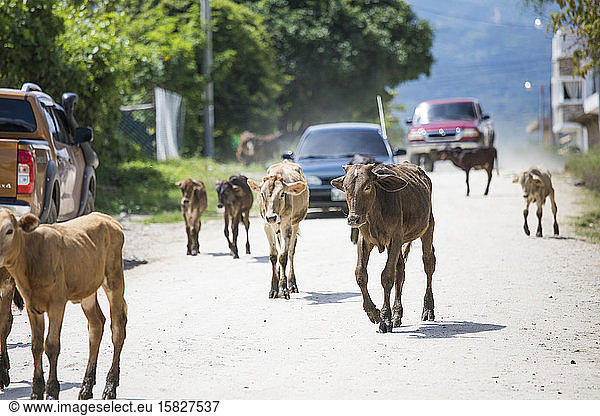Vieh auf der Straße blockiert den Verkehr in der Stadt.