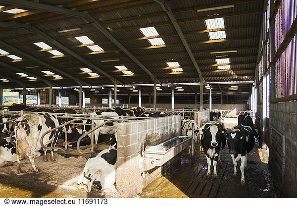 Vieh auf einem Bauernhof. Kühe in einem Stall im Winter.