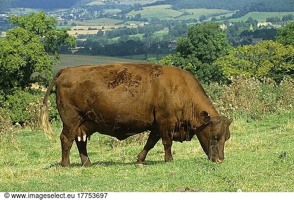 Vieh Sussex Kuh auf der Weide