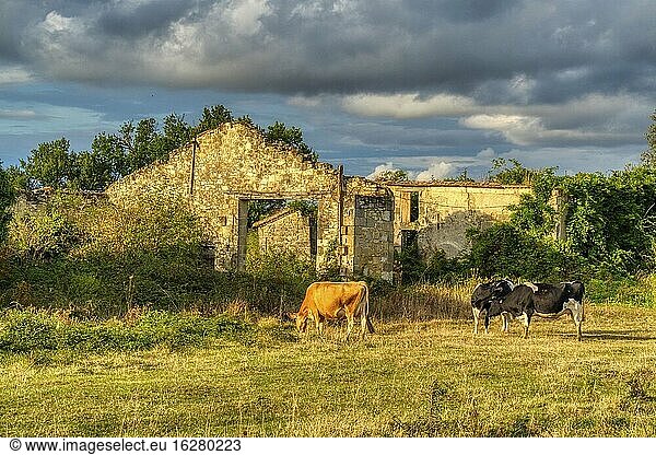 Vieh und verfallenes Gebäude bei Maurillac  Departement Lot-et-Garonne  Nouvelle-Aquitaine  Frankreich.