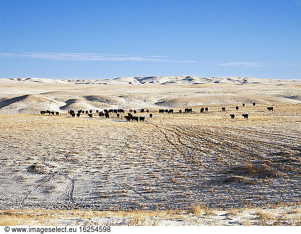 Viehbestand - Herde von Black-Angus- und Red-Angus-Rindern auf einer schneebedeckten Winterweide in der heimischen Prärie / Alberta  Kanada.