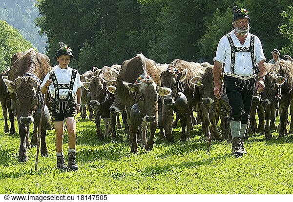 Viehscheid  Bad Hindelang  Allgäu  Bayern  Deutschland  Almabtrieb  Kuh  Kühe  Europa