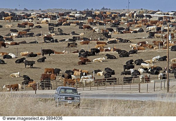 Viehzucht  grosse Viehweide  Broken Bow  Custer County  Nebraska  USA