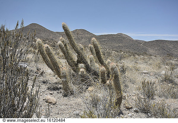 Viejito (Oreocereus leucotrichus)  Cactaceae  Socoroma  XV Region of Arica and Parinacota  Chile