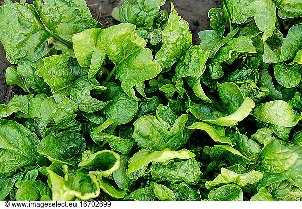 viele Blätter grüner Bio-Salat