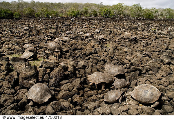Viele Gal·pagos-Riesenschildkröten (Chelonoidis nigra) Galapaguera San Cristobal Gal·pagos-Inseln Ecuador