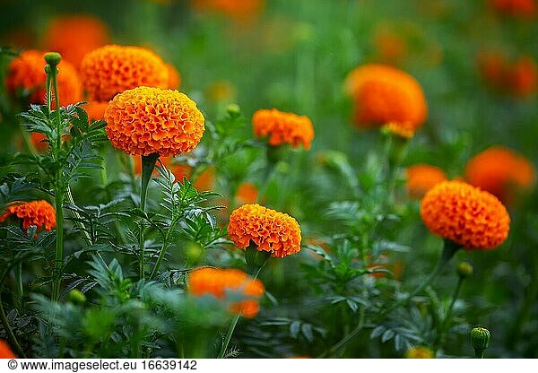Viele schöne Blüten orange Ringelblume Blumen Nahaufnahme Ansichten im Garten. Orange Grüne Blumen Hintergrund.