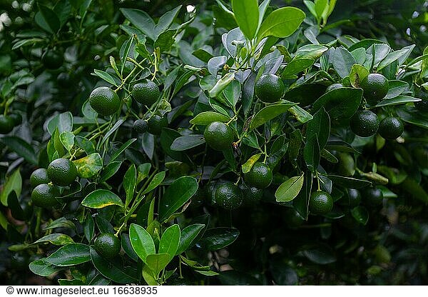 Viele unreife Citrus japonica (Kumquat) Früchte auf grünem Blatthintergrund im Garten.