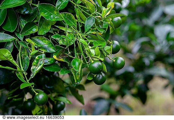 Viele unreife Citrus japonica (Kumquat) Früchte auf grünem Blatthintergrund im Garten.