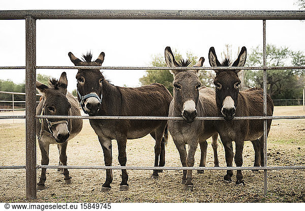 Vier Esel starren durch einen Zaun auf einer Farm in Arizona