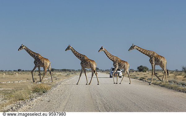 Vier Giraffen überqueren Straße  Etosha Nationalpark  Namibia