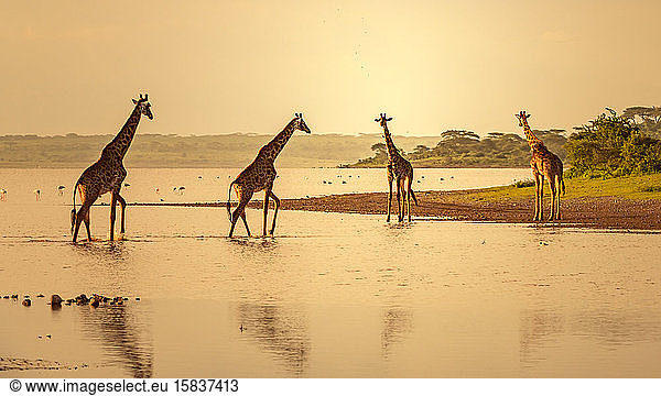 Vier Giraffen Treffen auf einem See in Afrika