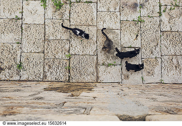Vier Katzen auf Steinboden