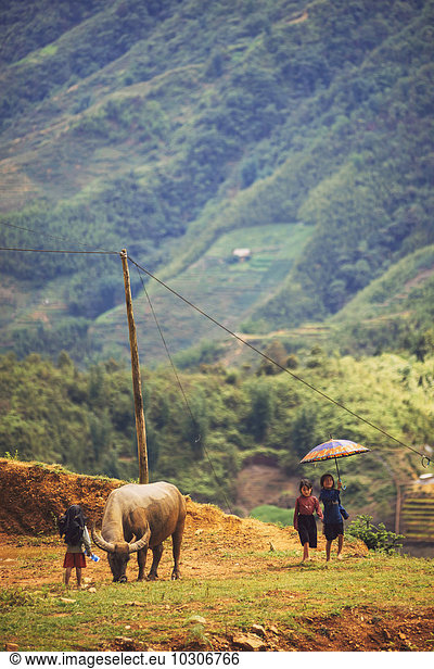 Vietnam  Lao Cai  children playing at the rice field