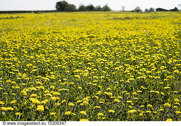 View across a field of Dandelions with bright yellow blossoms.