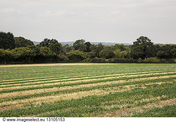 View across a rural field with woodland in the distance.