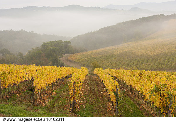 View across a Tuscan vineyard in autumn  fog rising and mountains in the distance.