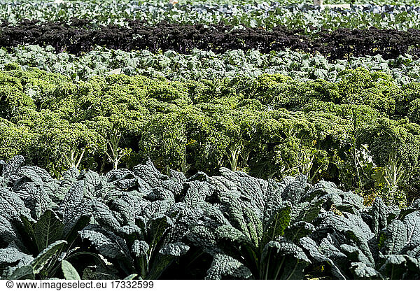 View across rows of green vegetables on a farm.