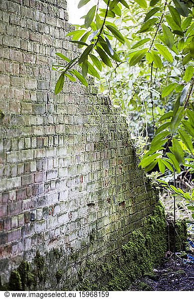 View along old brick wall overgrown with moss.
