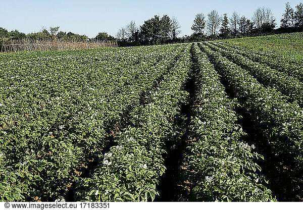 View along rows of vegetables on a farm.