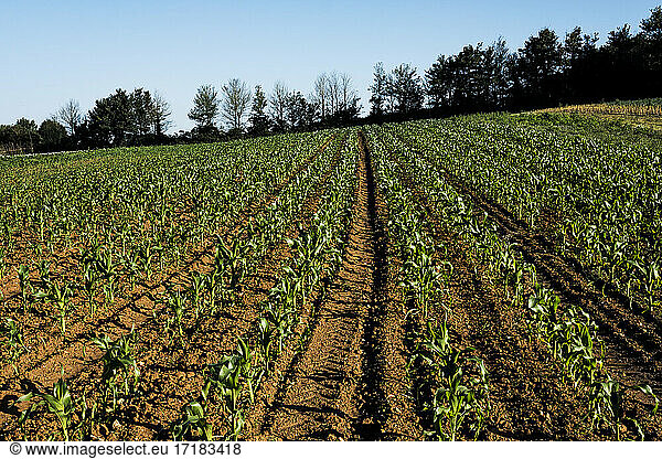 View along rows of vegetables on a farm.