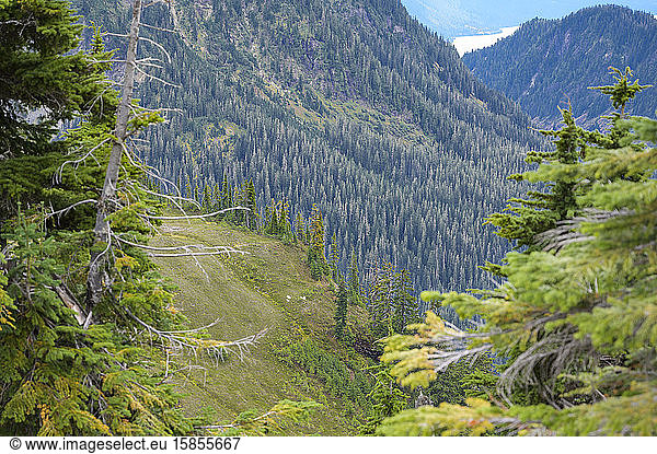 View Down Through Valley With Mountain Goats Resting