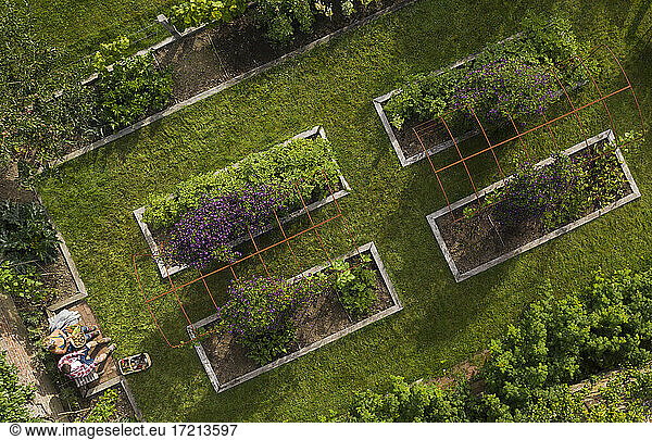 View from above couple in lush summer garden with raised beds