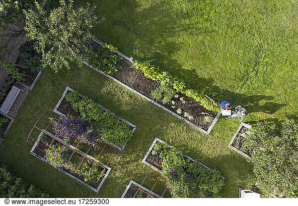 View from above couple in lush vegetable garden with raised beds