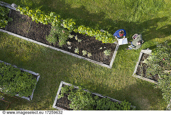 View from above couple tending to raised bed vegetable garden