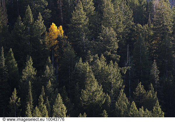 View from above of an aspen tree in bright autumn foliage  among dark pine trees.