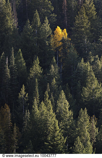 View from above of an aspen tree in bright autumn foliage  among dark pine trees.