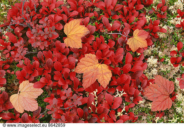 View from above of the bear berry plant  with small red leaves  and fallen maple leaves. Tundra plants in the autumn.