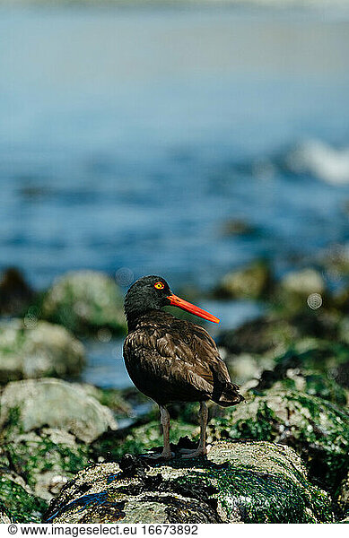 View from behind of a Black Oystercatcher on a rocky Washington shore