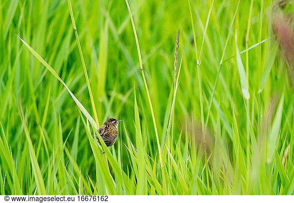 View from behind of a sparrow balancing on a blade of grass